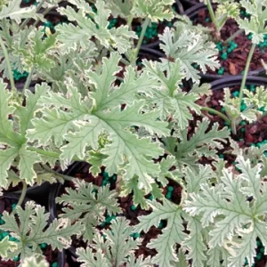Scented Geranium Variegated Lady Plymouth Live Plant – 4 inch Pot – Fragrant Foliage - Image 4