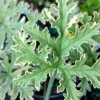 Scented Geranium Variegated Lady Plymouth Live Plant – 4 inch Pot – Fragrant Foliage - Image 1