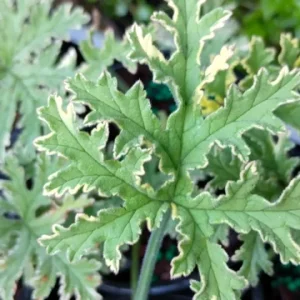 Scented Geranium Variegated Lady Plymouth Live Plant – 4 inch Pot – Fragrant Foliage - Image 1