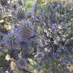 Sea Holly Eryngium Live Plant - Perennial Garden Flower - Drought Tolerant - Image 3