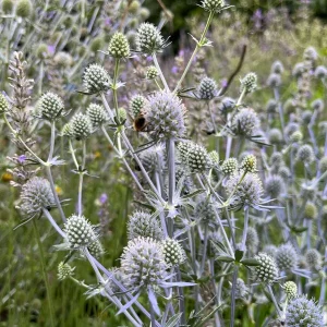 Sea Holly Eryngium Live Plant - Perennial Garden Flower - Drought Tolerant - Image 4