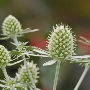 Sea Holly Eryngium Live Plant - Perennial Garden Flower - Drought Tolerant - Image 5