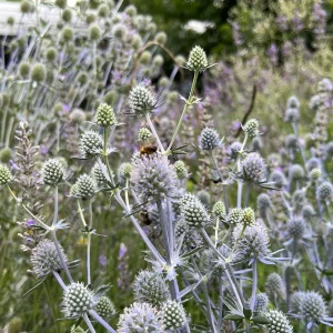 Sea Holly Eryngium Live Plant - Perennial Garden Flower - Drought Tolerant - Image 6