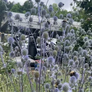 Sea Holly Eryngium Live Plant - Perennial Garden Flower - Drought Tolerant - Image 7