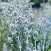 Sea Holly Eryngium Live Plant - Perennial Garden Flower - Drought Tolerant - Image 1