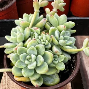 Sedum Clavatum Live Plant - Tiscalatengo Gorge Succulent in 4'' Pot - Image 2