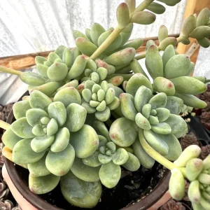 Sedum Clavatum Live Plant - Tiscalatengo Gorge Succulent in 4'' Pot - Image 3