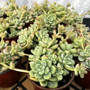 Sedum Clavatum Live Plant - Tiscalatengo Gorge Succulent in 4'' Pot - Image 4
