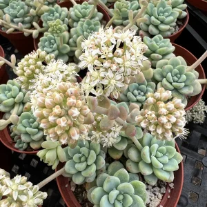 Sedum Clavatum Live Plant - Tiscalatengo Gorge Succulent in 4'' Pot - Image 5