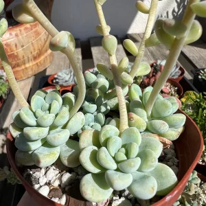 Sedum Clavatum Live Plant - Tiscalatengo Gorge Succulent in 4'' Pot - Image 6