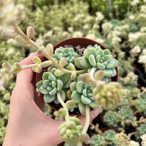 Sedum Clavatum Live Plant - Tiscalatengo Gorge Succulent in 4'' Pot - Image 7