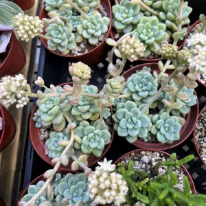 Sedum Clavatum Live Plant - Tiscalatengo Gorge Succulent in 4'' Pot - Image 8
