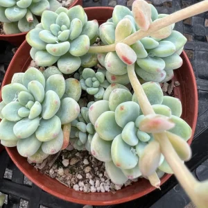 Sedum Clavatum Live Plant - Tiscalatengo Gorge Succulent in 4'' Pot - Image 9