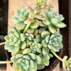 Sedum Clavatum Live Plant - Tiscalatengo Gorge Succulent in 4'' Pot - Image 1