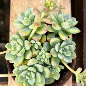 Sedum Clavatum Live Plant - Tiscalatengo Gorge Succulent in 4'' Pot - Image 1