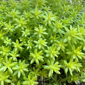 Sedum Tokyo Sun Live Plant - Yellow Stonecrop Succulent - 4 Inch Pot - Image 2