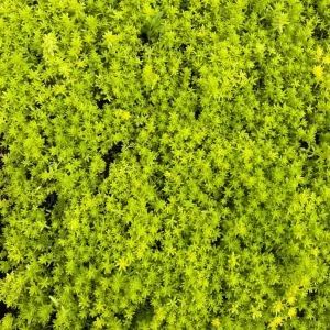 Sedum Tokyo Sun Live Plant - Yellow Stonecrop Succulent - 4 Inch Pot - Image 3