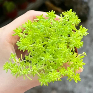 Sedum Tokyo Sun Live Plant - Yellow Stonecrop Succulent - 4 Inch Pot - Image 4