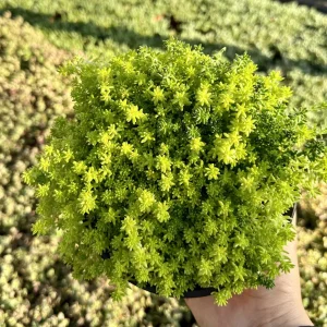 Sedum Tokyo Sun Live Plant - Yellow Stonecrop Succulent - 4 Inch Pot - Image 5
