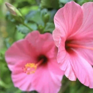 Seminole Pink Hibiscus Live Plant 5-9