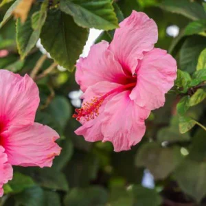 Seminole Pink Hibiscus Live Plant 5-9