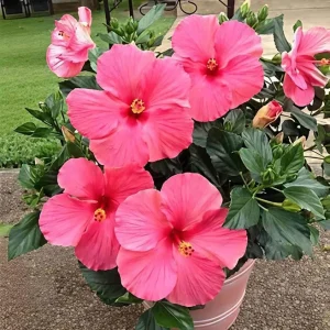 Seminole Pink Hibiscus Live Plant 5-9