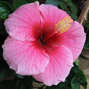 Seminole Pink Hibiscus Live Plant 5-9