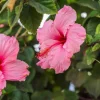 Seminole Pink Hibiscus Live Plant 5-9" Tall - 2 Pack - Tropical Flower - Image 1