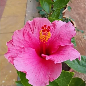 Seminole Pink Hibiscus Live Plant 5-9