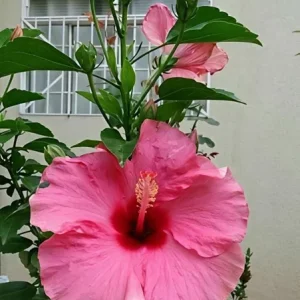 Seminole Pink Hibiscus Live Plant 5-9