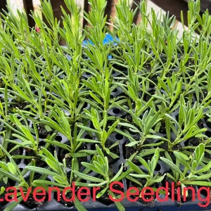 Sensation Lavender Live Plant - Perennial, Large Purple Blooms, 1