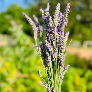 Sensation Lavender Live Plant - Perennial, Large Purple Blooms, 1
