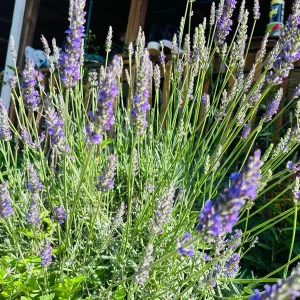 Sensation Lavender Live Plant - Perennial, Large Purple Blooms, 1