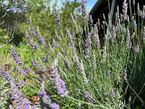 Sensation Lavender Live Plant - Perennial, Large Purple Blooms, 1" Plug - Image 5