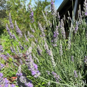 Sensation Lavender Live Plant - Perennial, Large Purple Blooms, 1