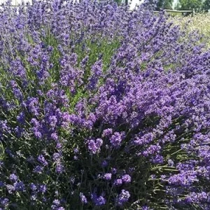 Sensation Lavender Live Plant - Perennial, Large Purple Blooms, 1