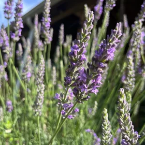 Sensation Lavender Live Plant - Perennial, Large Purple Blooms, 1