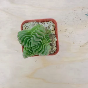 Set of 2 Crassula Buddha's Temple Live Succulent Plants – 3.25in Pot – Indoor - Image 2