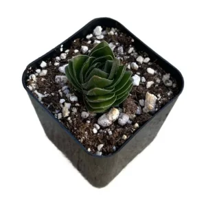Set of 2 Crassula Buddha's Temple Live Succulent Plants – 3.25in Pot – Indoor - Image 3