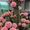 Set of 2 Crassula Buddha's Temple Live Succulent Plants – 3.25in Pot – Indoor - Image 1