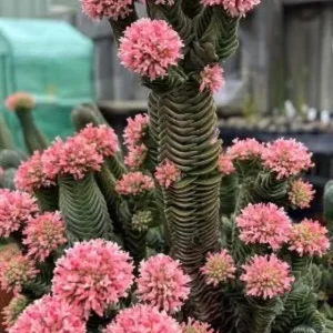 Set of 2 Crassula Buddha's Temple Live Succulent Plants – 3.25in Pot – Indoor - Image 1