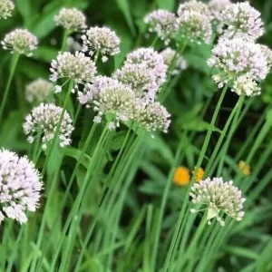 Set of 2 Garlic Chives Live Plant 4in Tall - Culinary Herb - Image 2