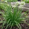 Set of 2 Garlic Chives Live Plant 4in Tall - Culinary Herb - Image 1