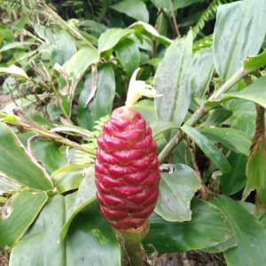 Shampoo Ginger Live Plant - 6-8 Inches Tall Starter - Tropical Garden - Image 2