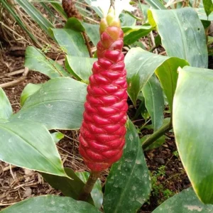 Shampoo Ginger Live Plant - 6-8 Inches Tall Starter - Tropical Garden - Image 3