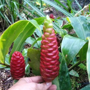 Shampoo Ginger Live Plant - 6-8 Inches Tall Starter - Tropical Garden - Image 4