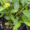 Shampoo Ginger Live Plant - 6-8 Inches Tall Starter - Tropical Garden - Image 1