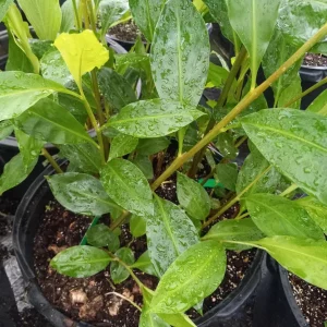 Shampoo Ginger Live Plant - 6-8 Inches Tall Starter - Tropical Garden - Image 1