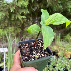 Shampoo Ginger Plant Rhizomes - Awapuhi Zingiber Live Roots for Garden or Container, Indoor/Outdoor - Image 10