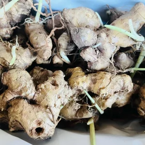 Shampoo Ginger Plant Rhizomes - Awapuhi Zingiber Live Roots for Garden or Container, Indoor/Outdoor - Image 2